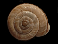 Tabella Chilostoma cingulatum (studer, 1820 )